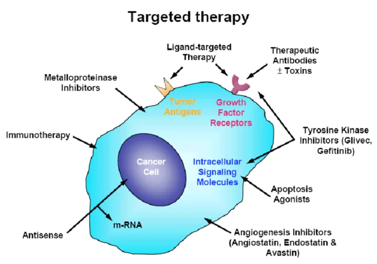 Targeted Therapy in Cancer Care: Understanding How These Drugs Work