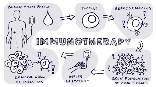 Know Your Immunotherapy: A Patient’s Guide to Modern Cancer Treatment